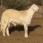 للبيع فحل حري مشروط من حلال فارس عيضه الوذيناني