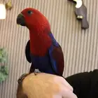 ببغاء أكلكتوس اليف تقسيط (تابي)