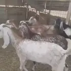 جفار صنف الصنف
