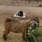 تيس للبيع في صلاصل