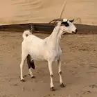 شاه بيشبه فاخرة