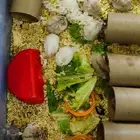 هامسترات جميلة