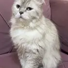 قطه هملايا للتبني