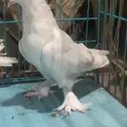 انثتين دبل كرست للبيع مستوى عالي