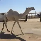 حاشي ساس رماني