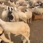 ذبايح سواكني مرابي فل تحطيم اسعار