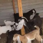 معزازمتابيع متاومه عيالها كبار