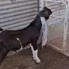 مشروع فحل حجازي فاخر وعينك ميزانك (شق ثلاثه)