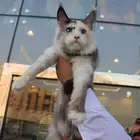 ماين كون انثى هارلكوين مستوردة