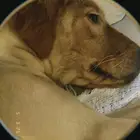 كالبه جولدن بيور