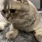 ذكر سكوتش فولد للبيع
