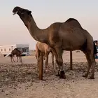 بعير اصفر دبياني