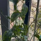 شتلة باشن فروت متفرعه في مركن كبير جاهزه للازهار