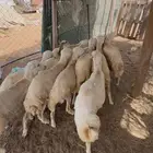 كباشة بلدي