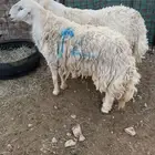 فحل حري