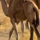 بكره ساحليه للبيع