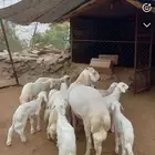 خروف فحل