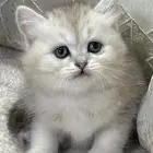 قطط سكوتش ستريت وسكوتش فولد