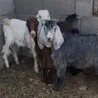 تيوس وخرفان للبيع ع السوم ارينبة