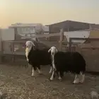 نجد جذعات حيل