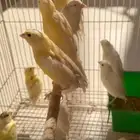 كناري انتاج محلي