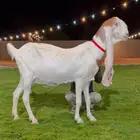 عنز هولنديه كفووو. جرم حصان شرط دافع على فحل خصم