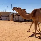 لقحات ثنيه ورباع