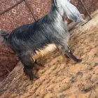 عنز ثنيه عارضيه