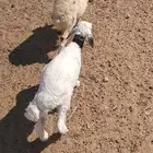 دواغير