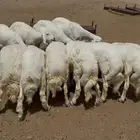 بهم خرفان عدد 10 جبره شعره وطرف