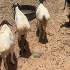 برابر.