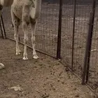 قعود للبيع