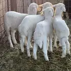 طليان عمر شهرين