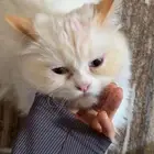 قطة انثى طالبة للزواج للتبني