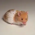 زوج هامستر سوري ذهبي مع قفص كامل للبيع