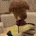 باشق اليف وهدد