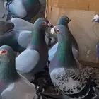 زاجل بلجيكي مستويات فخمه تب