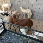 طليان رفيدي