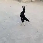 فرخين شامو هزاز