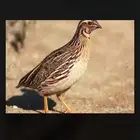 سمان فري