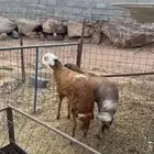 رخال تيلاد سواكن
