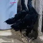 زوج شامو الماني هزاز