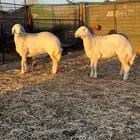 رخال صنف حريات