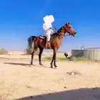 حصان جميل ركوب وطبع شرطض