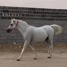 فرس واهو لقاح