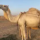 للبيع خلفه غيثيه تحتها قعود