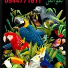 فندقه طيور