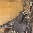 زوج حمام