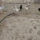 دجاج للبيع