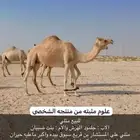 هجن بنت جلمود الهرش ومنتج ورابط حاشيه موجود